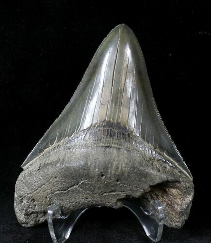 Sharply Serrated Megalodon Tooth - South Carolina #20785